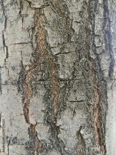 Tree bark texture