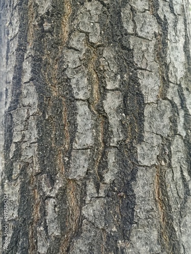 Tree bark texture