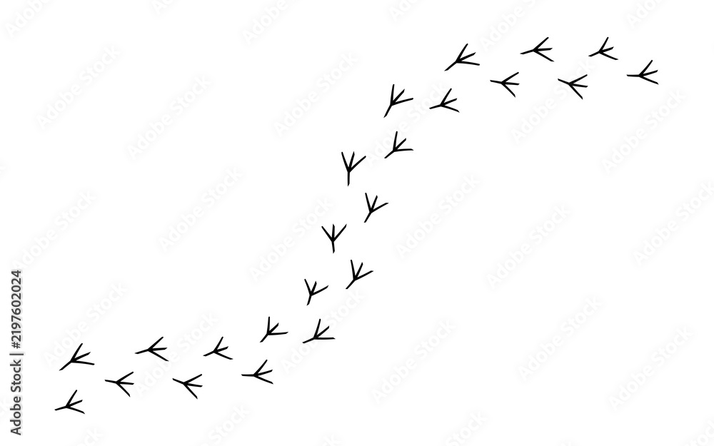 Obraz premium Black bird footprint trail isolated on white background. Animal paw track path with curved walking pattern in silhouette design. Chicken feet print element for nature, farm, and game templates.