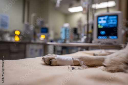 Close-up of a dog's paw with an IV catheter in a veterinary clinic. Canine patient receiving intravenous fluid therapy or anesthesia