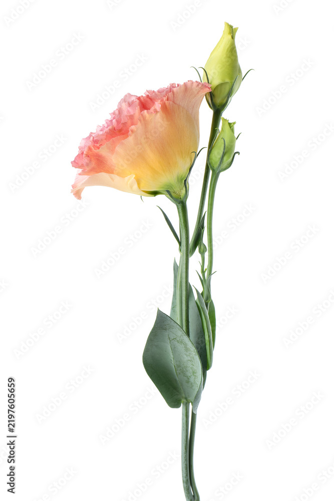 Obraz premium Beautiful colorful eustoma flower isolated on white
