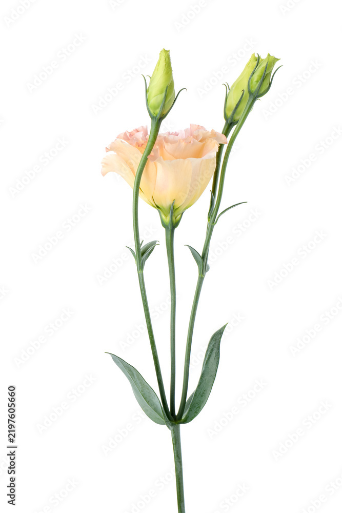 Obraz premium Beautiful colorful eustoma flower isolated on white