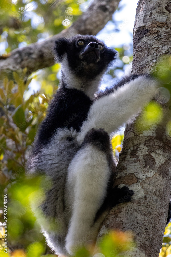 Fototapeta premium Indri Indri Clinging to Tree Trunk Madagascar Rainforest Full Body View