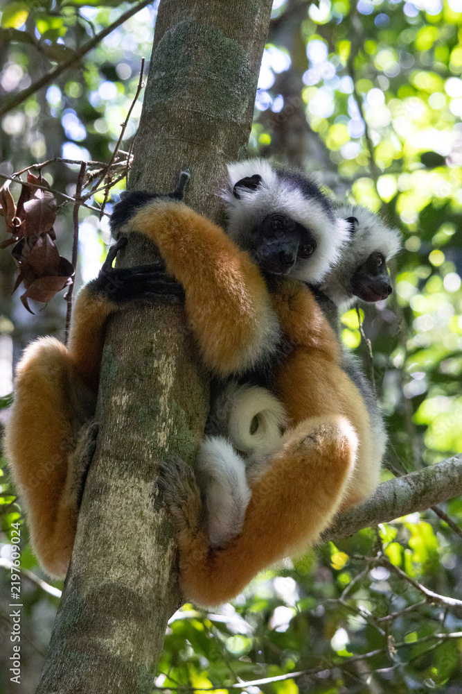 Obraz premium Two Diademed Sifakas Huddled Together on a Tree Trunk Andasibe Madagascar