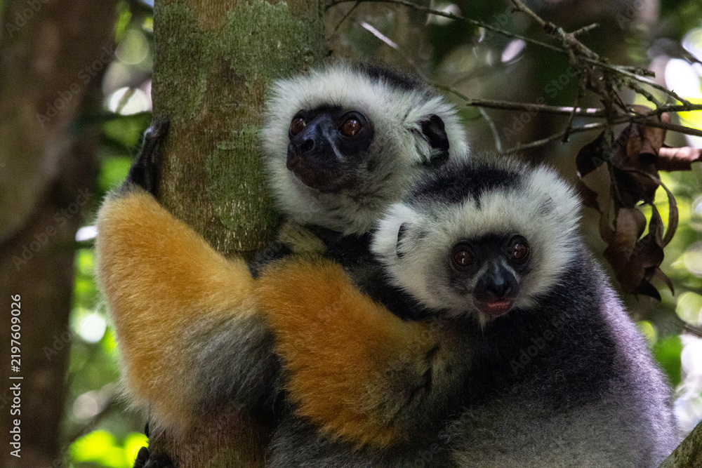 Fototapeta premium Pair of Diademed Sifakas Together in Andasibe Rainforest Madagascar