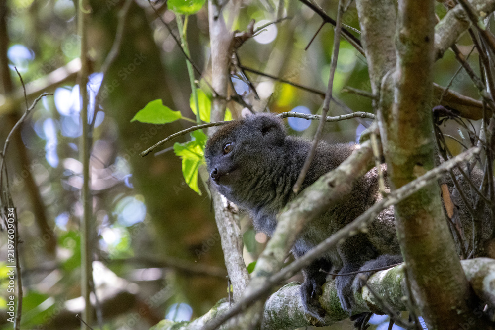 Obraz premium Gray Bamboo Lemur Hapalemur Perched in Andasibe-Mantadia National Park Madagascar