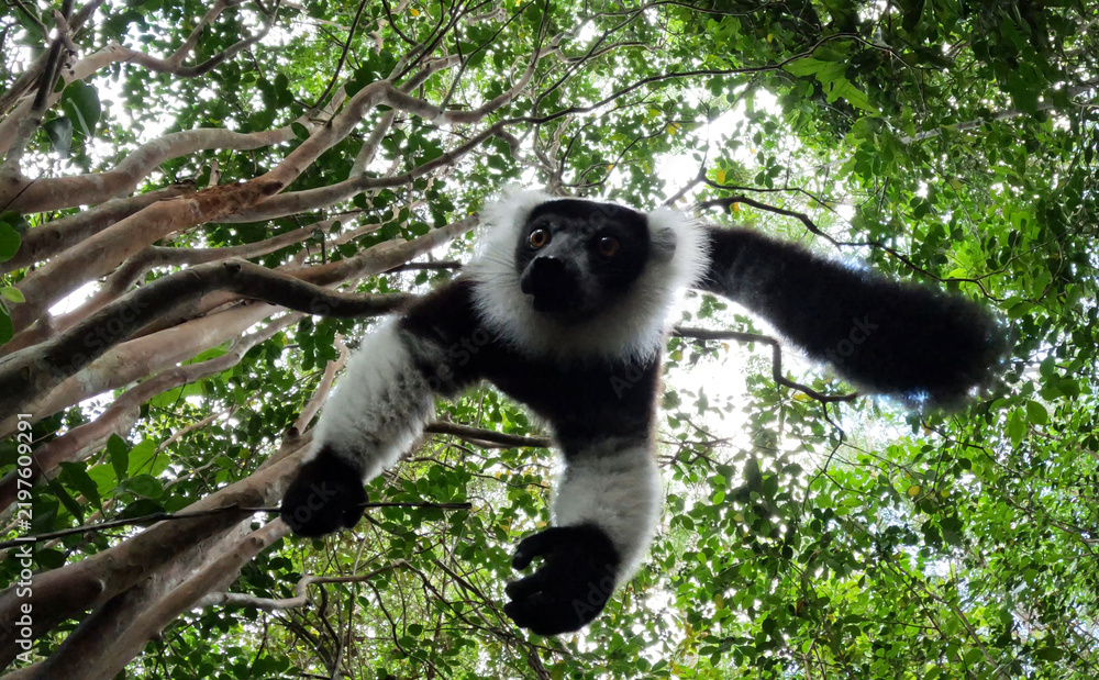 Obraz premium Black-and-White Ruffed Lemur Seen From Below in Rainforest Canopy Madagascar