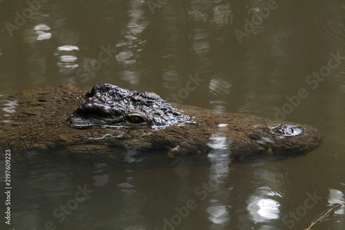 Fotografie Nile Crocodile Lurking at Water Surface Eye Visible Vakona Reserve Madagascar