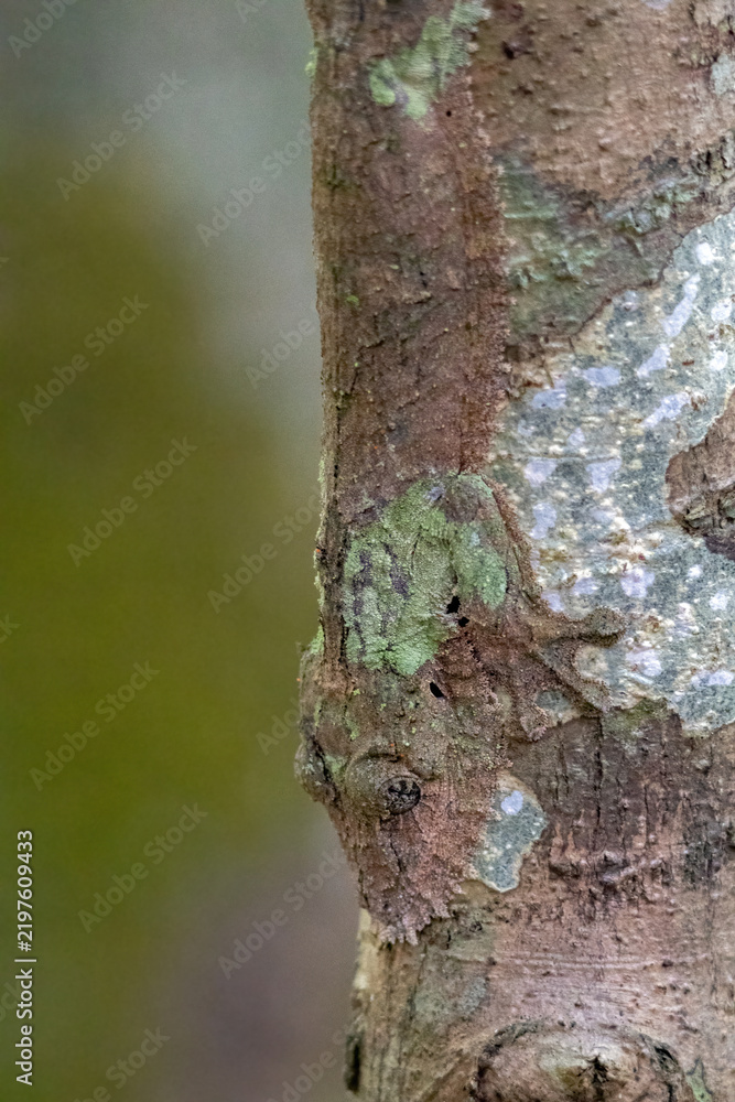 Obraz premium Leaf-Tailed Gecko Camouflaged Against Tree Bark in the Andasibe Rainforest Madagascar