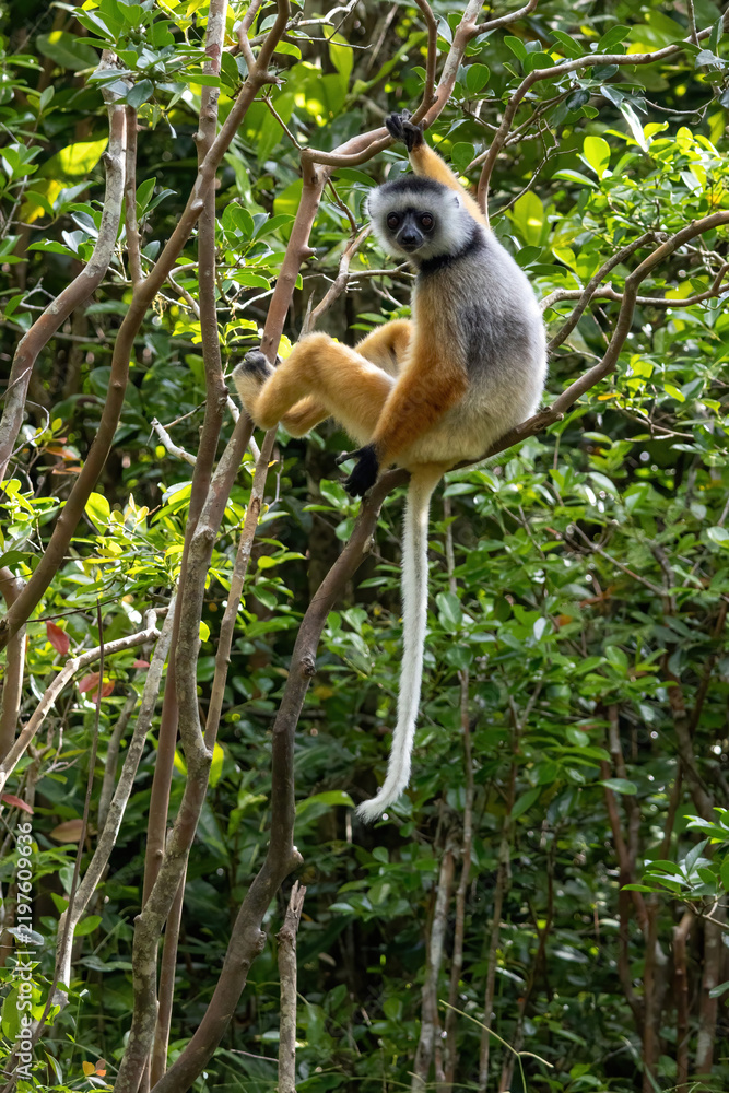 Obraz premium Diademed Sifaka with Long White Tail Perched High in the Forest Canopy Vakona Madagascar