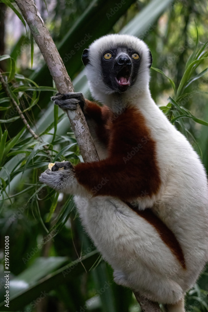 Fototapeta premium Coquerel's Sifaka Lemur Eating Banana Open Mouth Madagascar