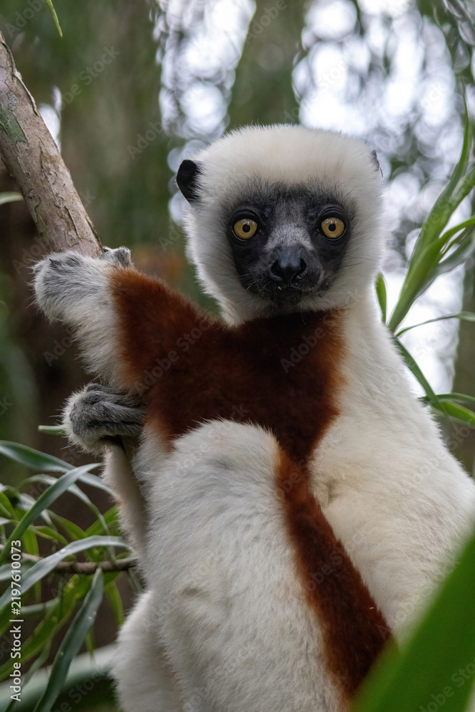 Naklejka premium Coquerel's Sifaka Lemur Looking Directly at Camera Madagascar