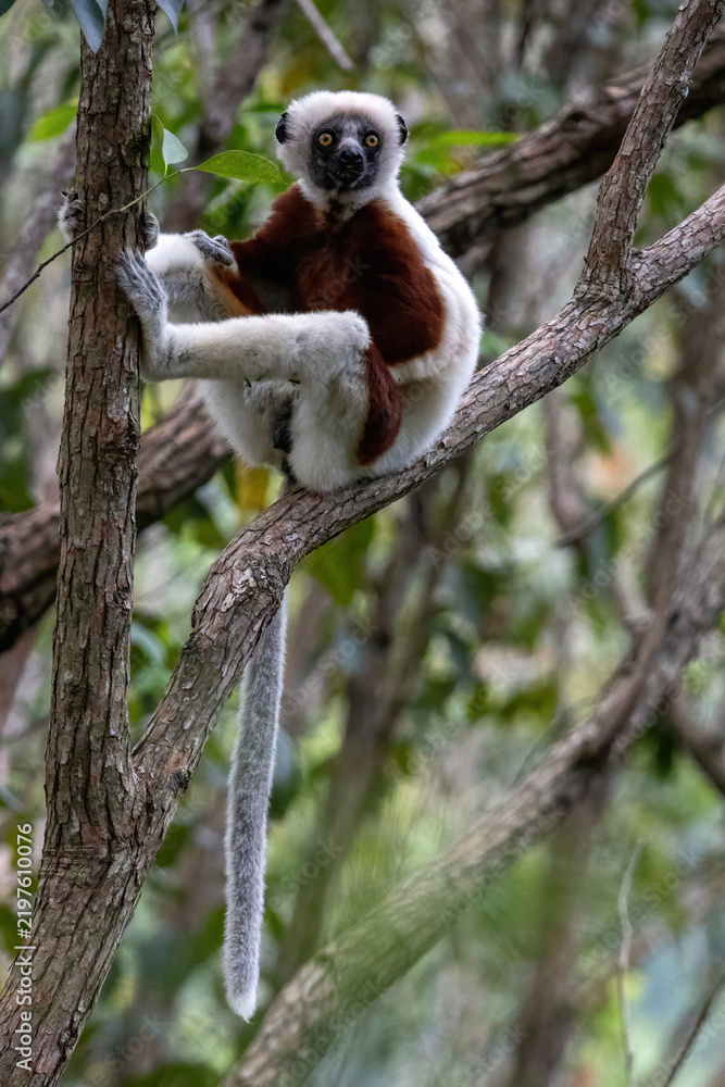 Obraz premium Coquerel's Sifaka Lemur Perched on Tree Branch Madagascar