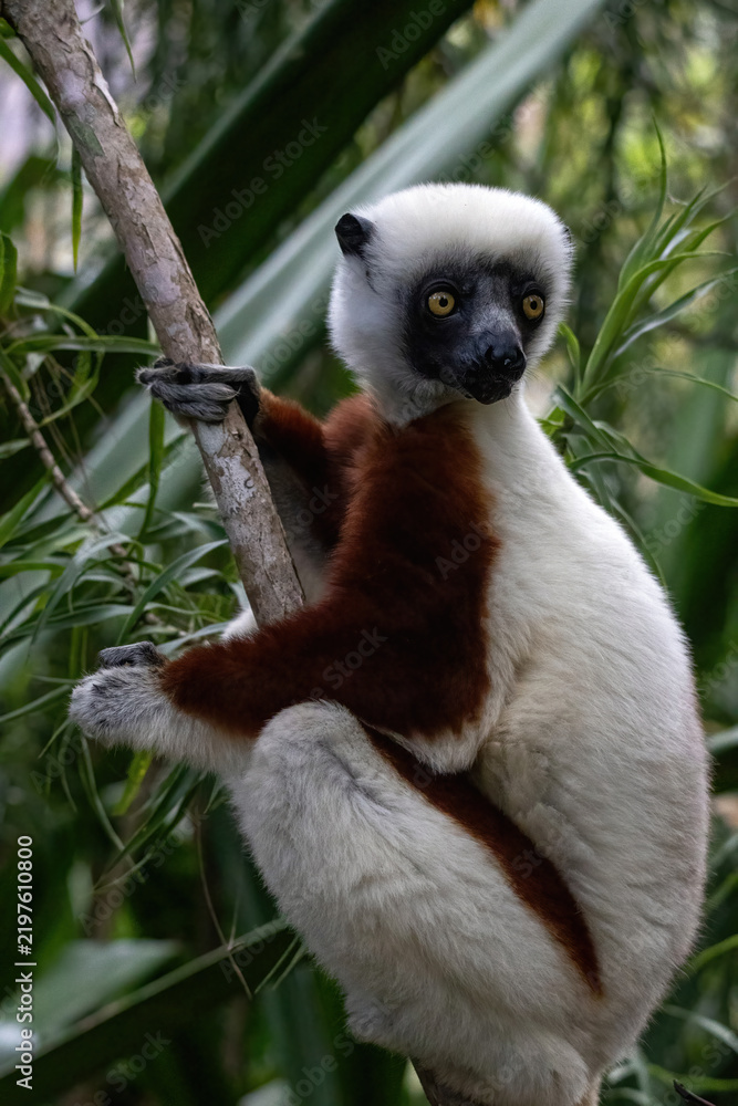 Fototapeta premium Coquerel's Sifaka Standing on a Tree Trunk at Peyrieras Reserve Madagascar