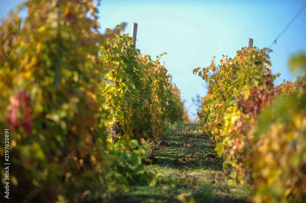 Obraz premium Scenic low angle view of vineyard rows with golden autumn leaves and ripe dark grapes under bright blue sky during wine harvest season in the countryside.