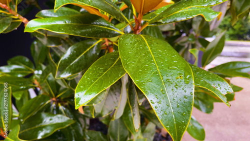 Rain drops falling onto large green leaves of a tropical ficus plant. Tropical vegetation during rainfall, lush greenery, humid climate, natural environment, and rainforest atmosphere concept.