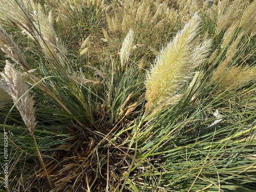 Foto A close-up view of fluffy Pampas Grass plumes (Cortaderia selloana) with feathery golden-white seed heads blooming in a sunny garden landscape during the autumn season