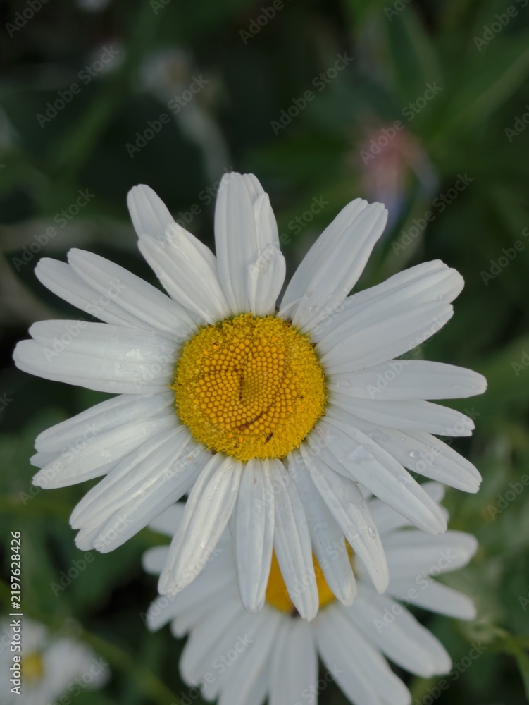 Fototapeta premium Macro shot of a white oxeye daisy flower with bright yellow center