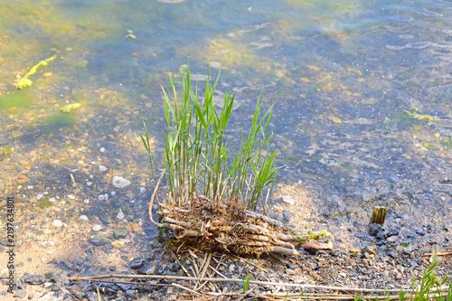 A clump of young reeds growing right at the edge of a shallow body of water. The roots and stems form a small islet amidst fine gravel and sand. The clear water allows the stony bottom to be seen.
