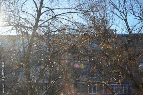 A winter courtyard covered in snow. Trees with remaining leaves, a playground, and a multi-story building are all illuminated by the bright morning sun. Beauty in nature.