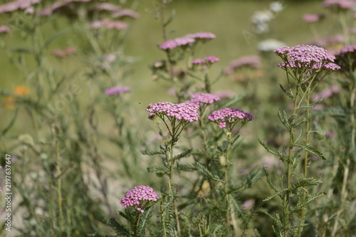 Close-up of Achillea millefolium ‘Pretty Belinda’, known as pink yarrow, with delicate, flat-topped flower clusters growing in a soft-focus garden setting.
