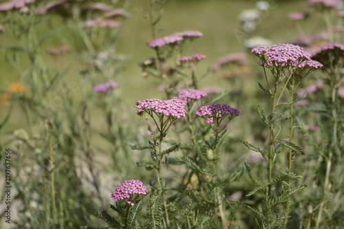 Close-up of Achillea millefolium ‘Pretty Belinda’, known as pink yarrow, with delicate, flat-topped flower clusters growing in a soft-focus garden setting.