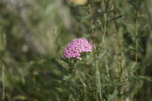 Close-up of Achillea millefolium ‘Pretty Belinda’, known as pink yarrow, with delicate, flat-topped flower clusters growing in a soft-focus garden setting.