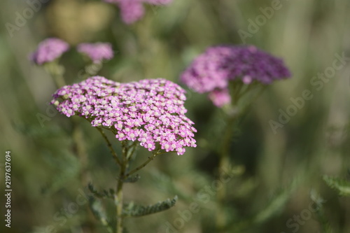 Close-up of Achillea millefolium ‘Pretty Belinda’, known as pink yarrow, with delicate, flat-topped flower clusters growing in a soft-focus garden setting.