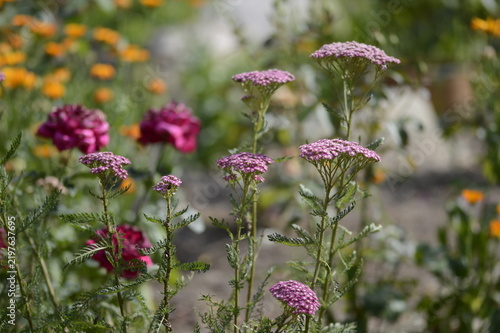 Close-up of Achillea millefolium ‘Pretty Belinda’, known as pink yarrow, with delicate, flat-topped flower clusters growing in a soft-focus garden setting.