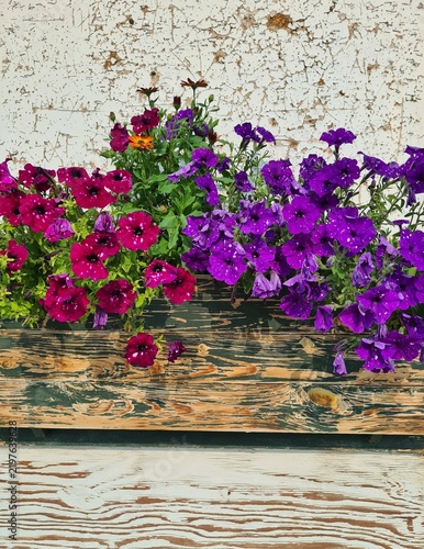 flowers on wooden background