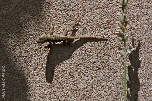 Young Western fence lizard casts shadow on wall.  Sharp claws allow the lizard to climb rough textured wall