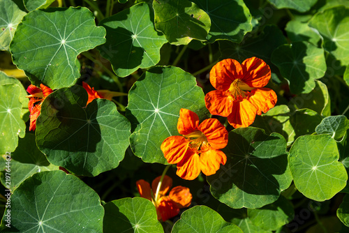 Vibrant orange nasturtium flowers surrounded by round green leaves.