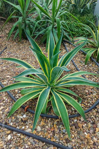 Картината върху платно Agave angustifolia variegata succulent with striped leaves, native Americas, used in garden landscaping and exterior design, drought tolerant ornamental plant