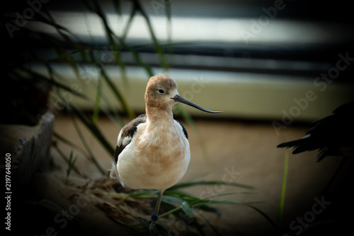 Konstfotografi American avocet standing on one leg with its distinctive long upward curved beak