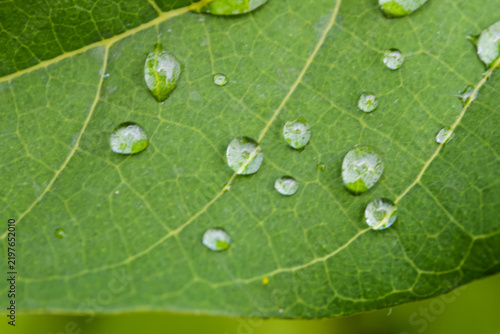 green leaf with water drops