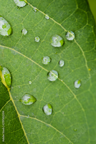 green leaf with water drops