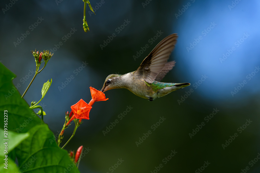 Fototapeta premium Female Ruby-throated Hummingbird feeding on a bright red morning glory flower. It generally spends the winter in Central America and migrates to Eastern North America for the summer to breed. 