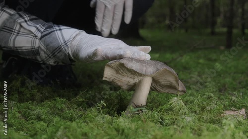 Close-up of a mushroom forager’s gloved hand gesturing no toward a wild mushroom growing on mossy forest ground, indicating it is not picked because it is considered inedible