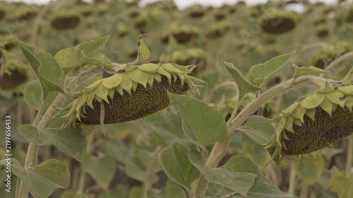 Pair of ripening sunflowers in agricultural field close up, green plants with yellow petals outdoors in summer, medium shot