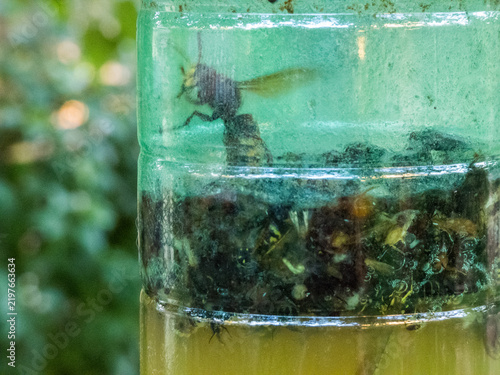 Mosquitos trap in a bottle. Italian countryside