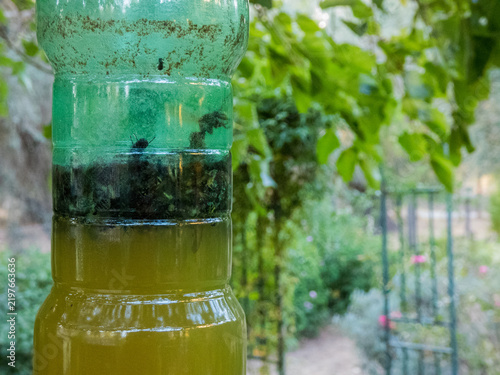 Mosquitos trap in a bottle. Italian countryside
