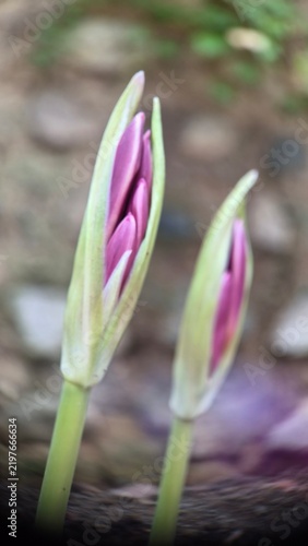 Close up of pink lycoris squamigera flower buds preparing to bloom