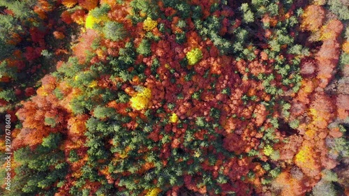 Top-down rotating aerial view of dense autumn forest canopy blazing with orange and yellow foliage 