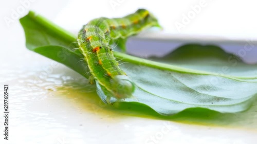 Vibrant green Small Emperor Moth (Saturnia pavonia) caterpillar crawling across a fresh green leaf against a bright white background. Macro, close up 