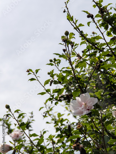 Plakat ultraraw青空に咲く白い花