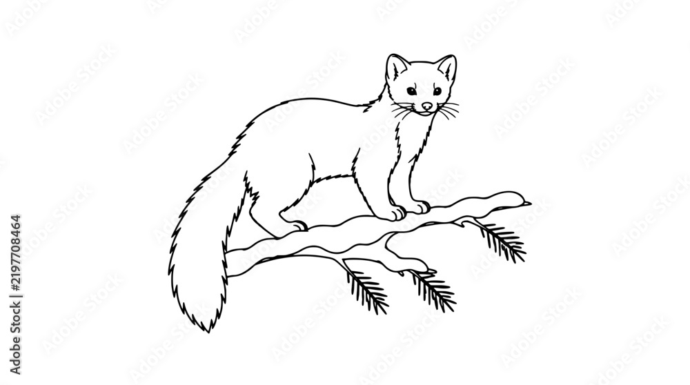 Fototapeta premium Pine marten perched on a snow-covered evergreen branch, elegant line art vector illustration of a cute wild forest mustelid with bushy tail, perfect for winter woodland and wildlife design projects
