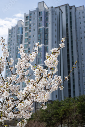 White cherry blossoms bloom in spring with modern high rise residential apartment building in background in South Korea.