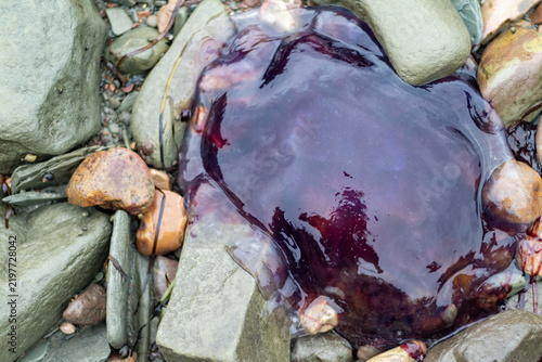 Quadro su tela Quebec, Canada, 31 July 2026 : A large, dark purple, gelatinous marine organism lies washed ashore among rocks and pebbles