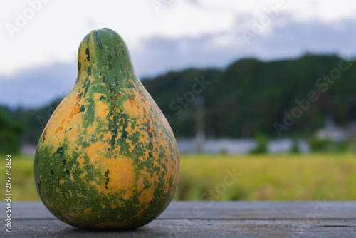 Картината върху платно Pear shaped ornamental gourd on a weathered wooden table overlooking a rice fiel