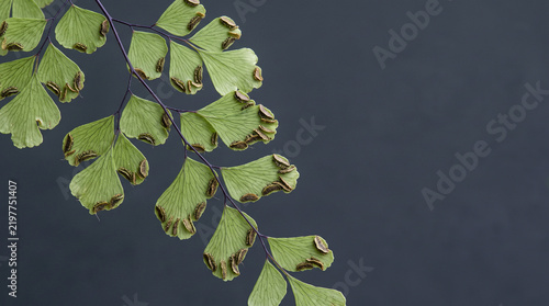 Maidenhair fern leaves with marginal sori on dark slate background